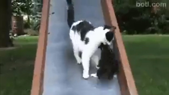 滑り台を降りてくる子猫と、それを拾い上げにくる母親猫。