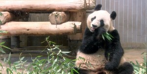 【動画】上野動物園へ行ってきました。祝！生後6ヶ月、ハーフバースデー記念。