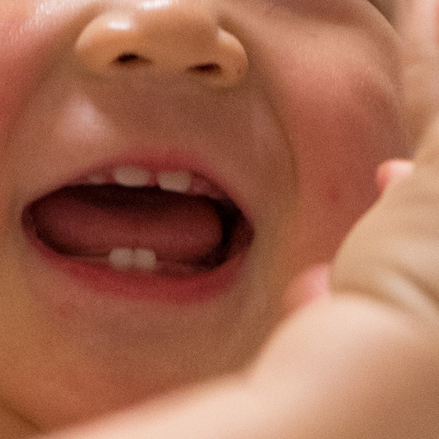鼓太郎、生後11ヶ月。5、6本目の歯が生えてきました。