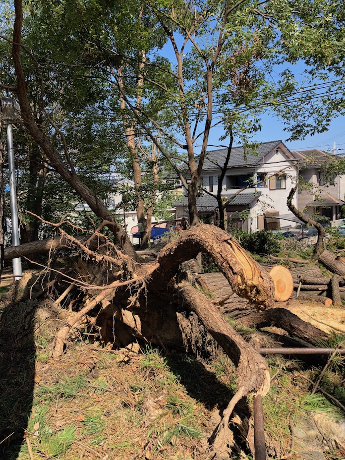 八幡公園　台風で倒れた木