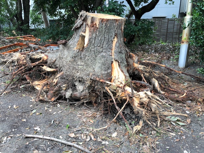 弥栄神社（岸和田市）台風で倒れた木の根