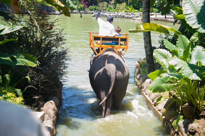 Bali Zoo（バリ動物園）人を乗せた象が水に入る