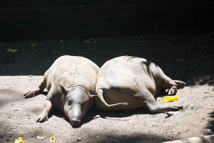 Bali Zoo（バリ動物園）寝ているイノシシ