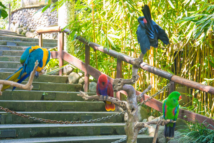 Bali Zoo（バリ動物園）カラフルな鳥