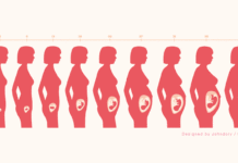 妊娠中の女性の身体の変化（週別）