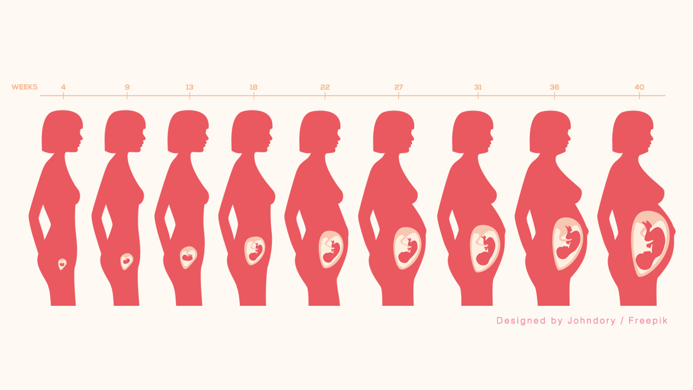 37 週 胎児 体重 平均 37週の妊婦検診 初めてのnstや胎児の体重 37w0d
