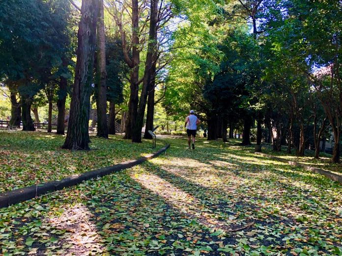 台風のあと、葉っぱが敷き詰められた公園