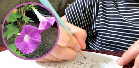 朝顔の観察日記を書いている小学1年生