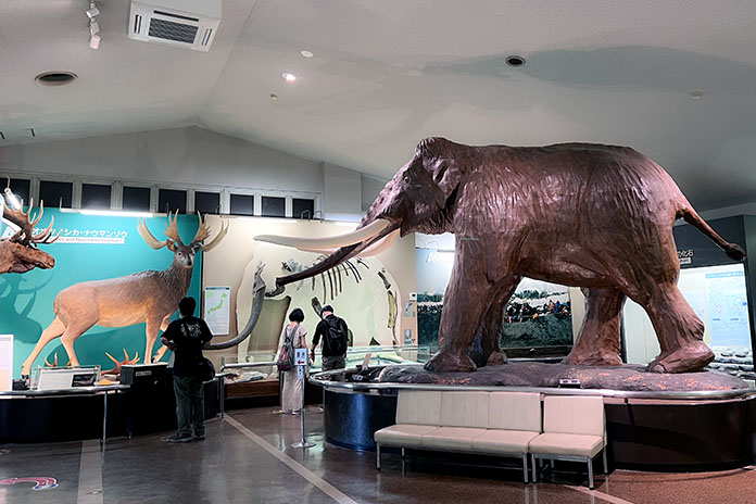 野尻湖ナウマンゾウ博物館に展示されている大きなナウマンゾウ