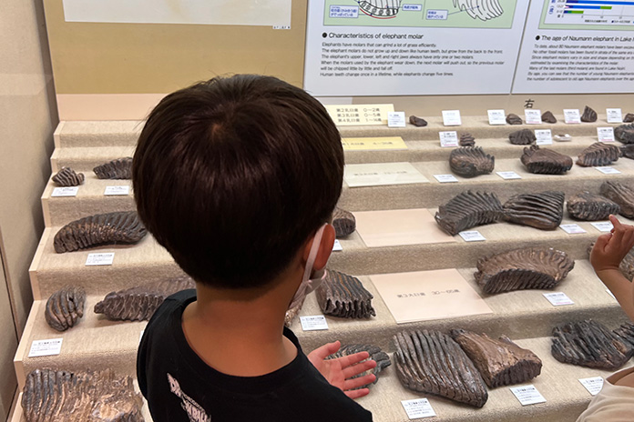 野尻湖ナウマンゾウ博物館で展示されている化石