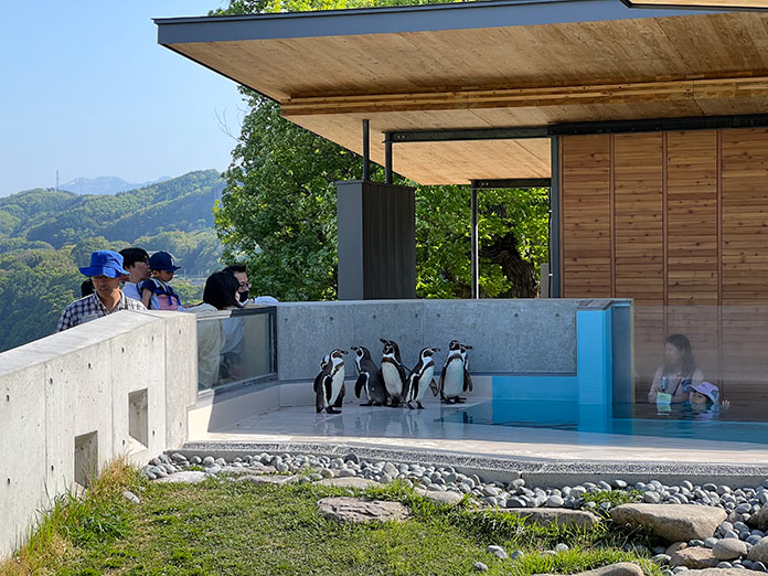 小諸市動物園のフンボルトペンギン