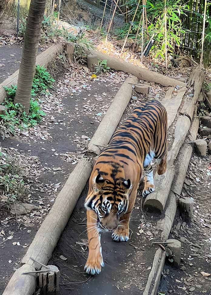 上野動物園のトラ