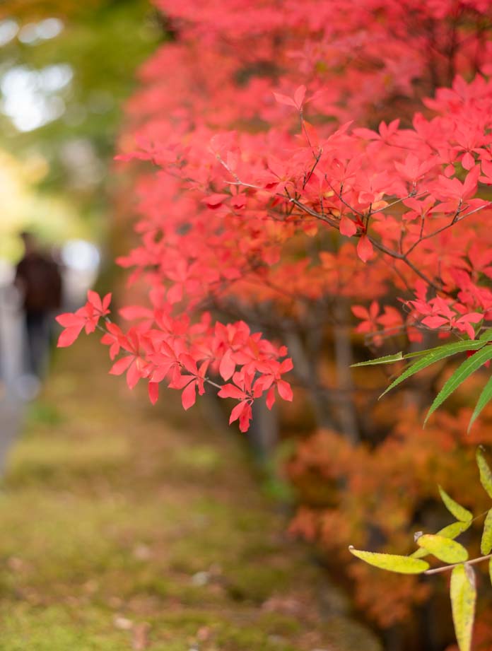 紅葉
